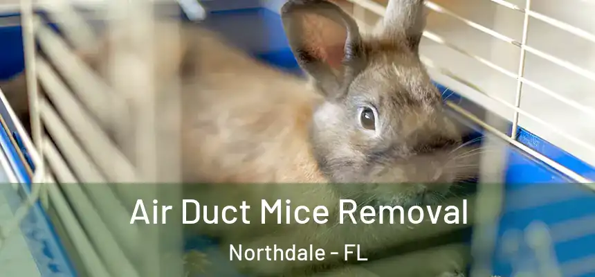 Air Duct Mice Removal Northdale - FL