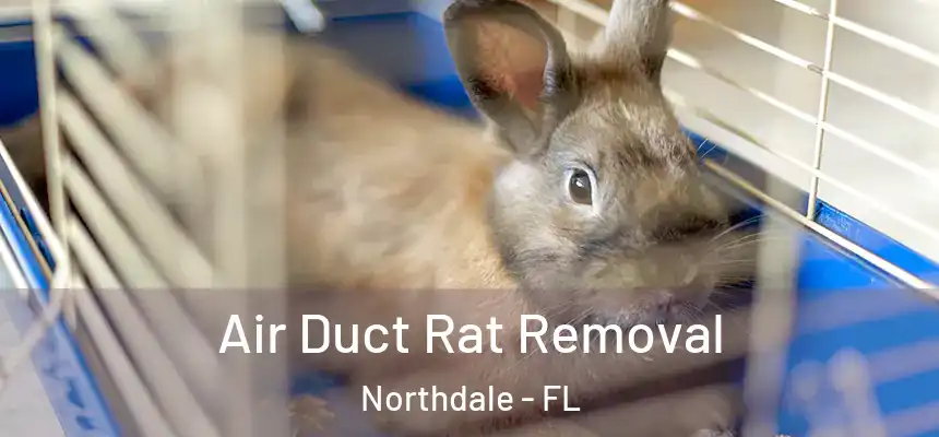 Air Duct Rat Removal Northdale - FL