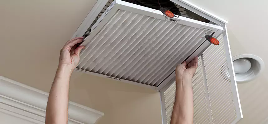 Our Insect Removal from Air Ducts Services in Northdale, FL